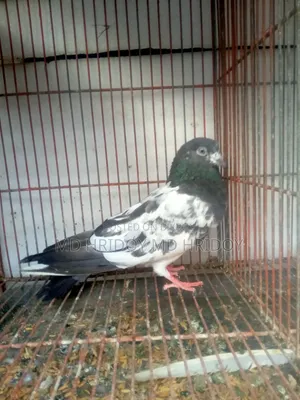Firozpuri Female Pigeon
