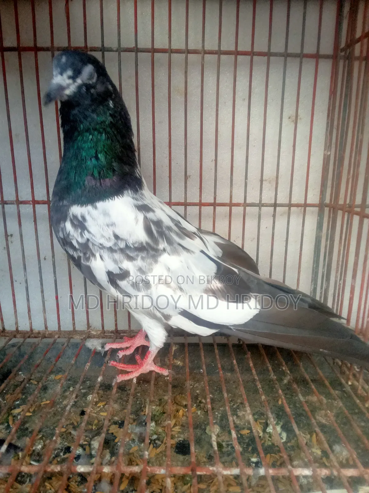 Firozpuri Female Pigeon