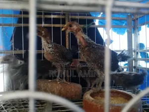 Fayoumi Chickens