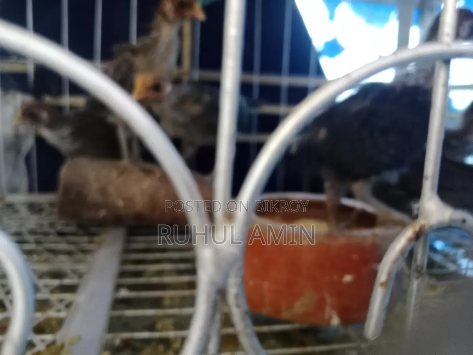 ফাওমি মুরগির বাচ্চা