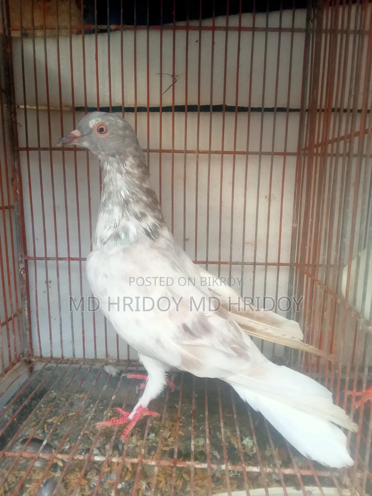 Sylheti Kamagar Male Pigeon