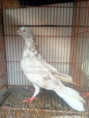 Sylheti Kamagar Male Pigeon