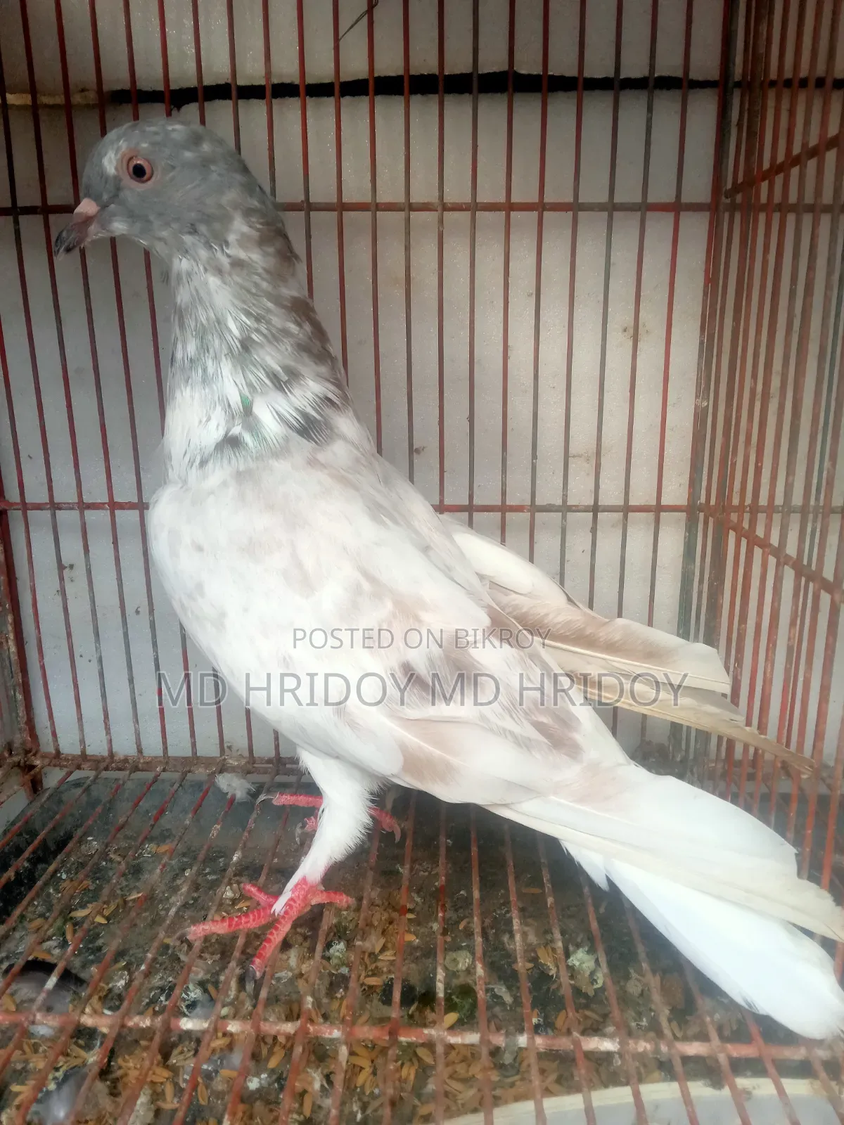 Sylheti Kamagar Male Pigeon