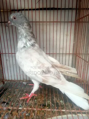 Sylheti Kamagar Male Pigeon