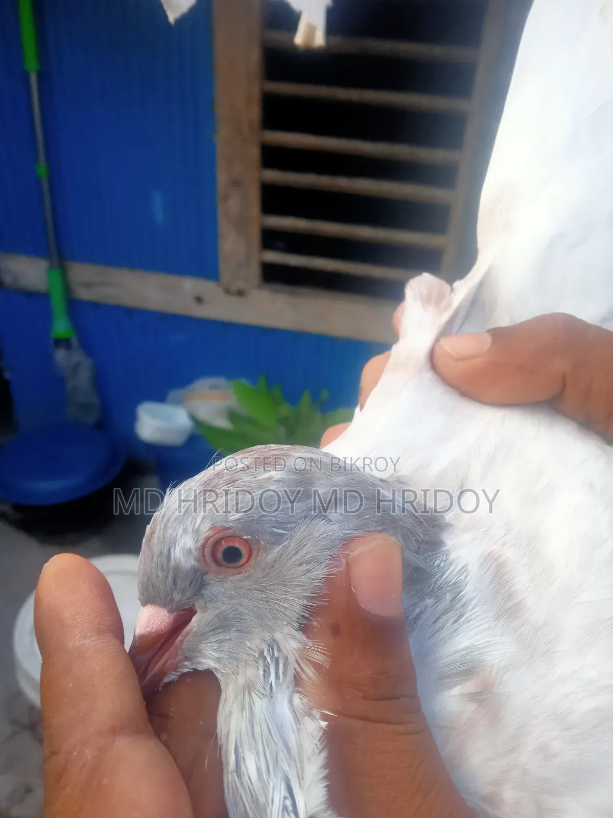 Sylheti Kamagar Male Pigeon
