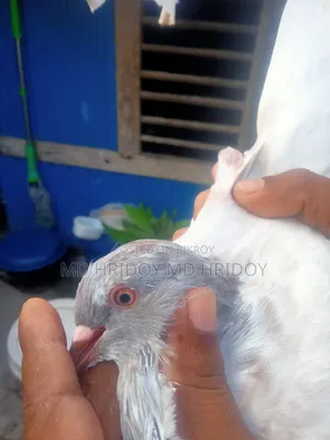 Sylheti Kamagar Male Pigeon