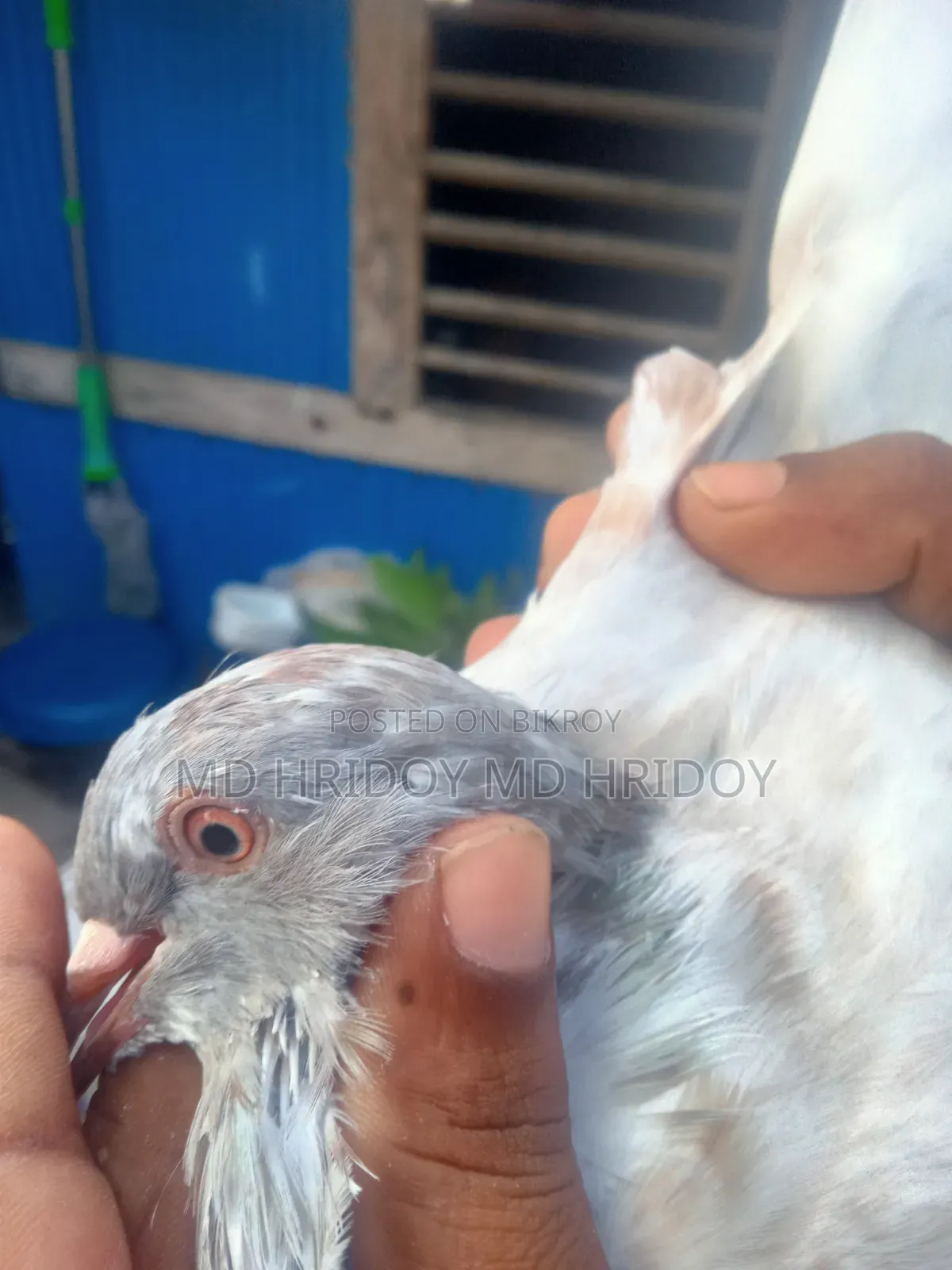 Sylheti Kamagar Male Pigeon