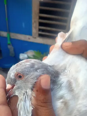 Sylheti Kamagar Male Pigeon
