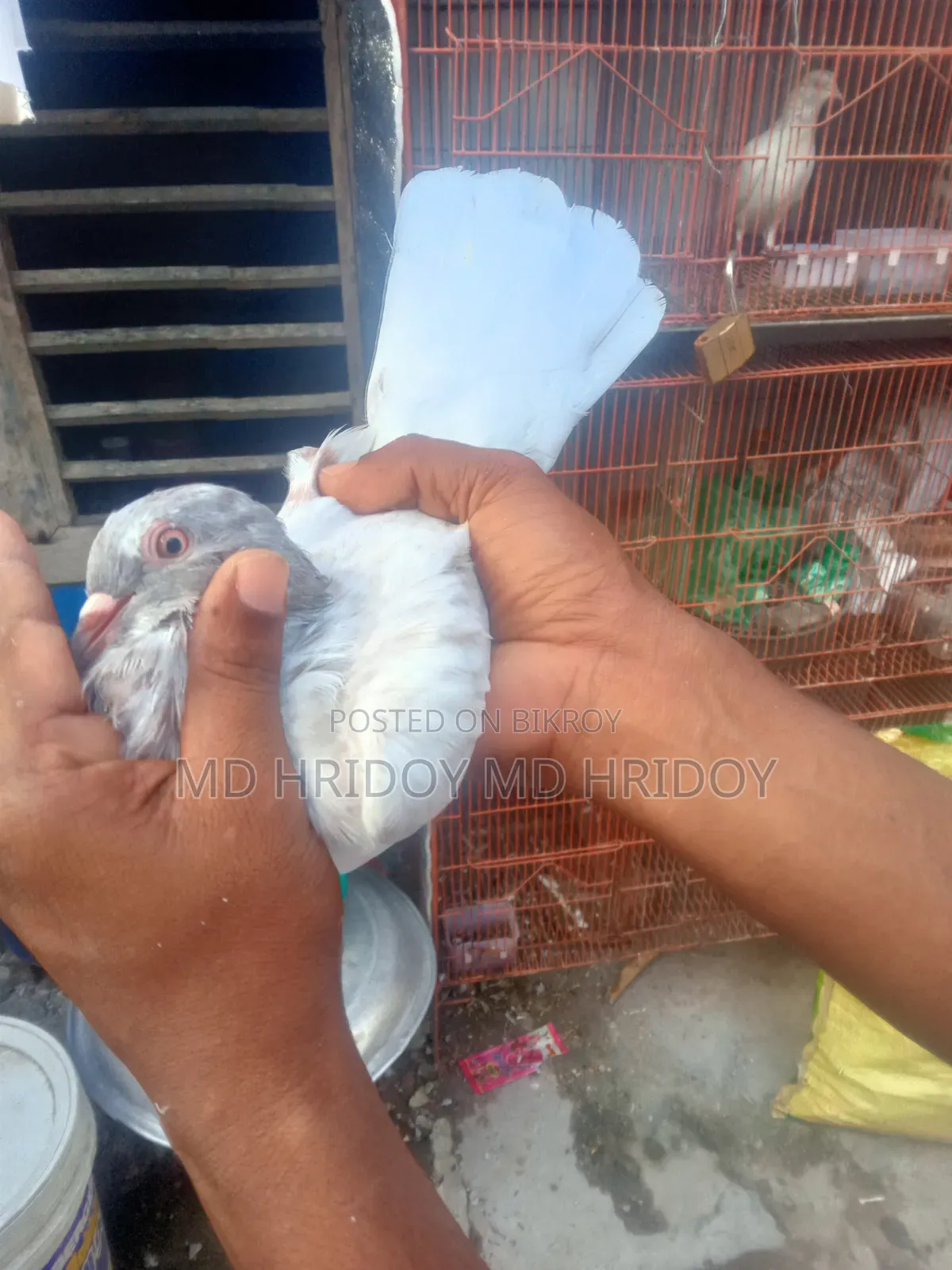 Sylheti Kamagar Male Pigeon