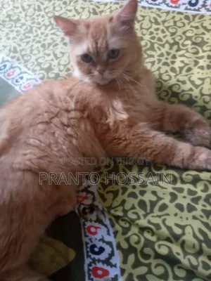 ৬-১২ মাস বয়সী ফিমেল পিওরব্রেড পার্সিয়ান