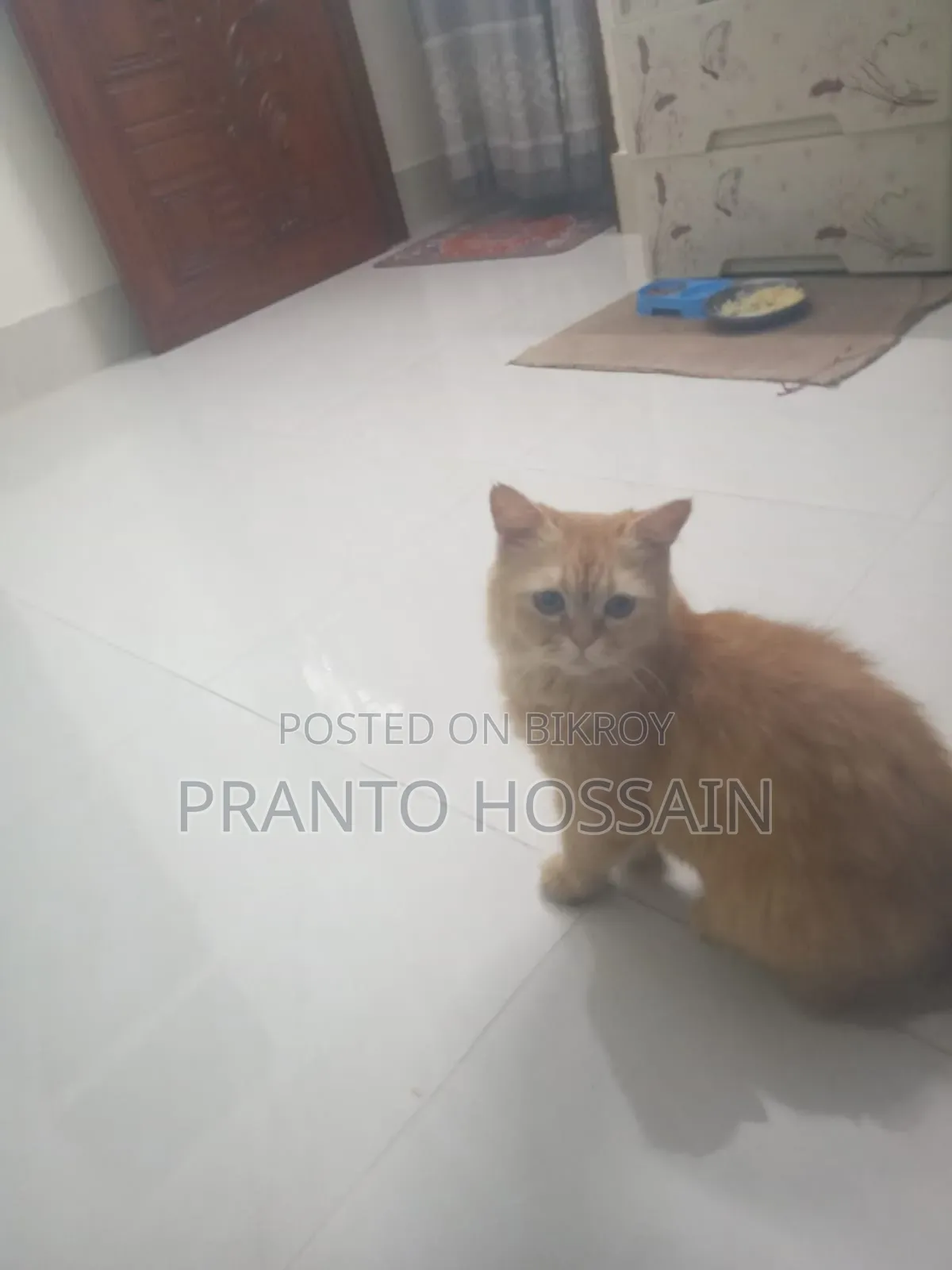 6-12 Months Female Purebred Persian