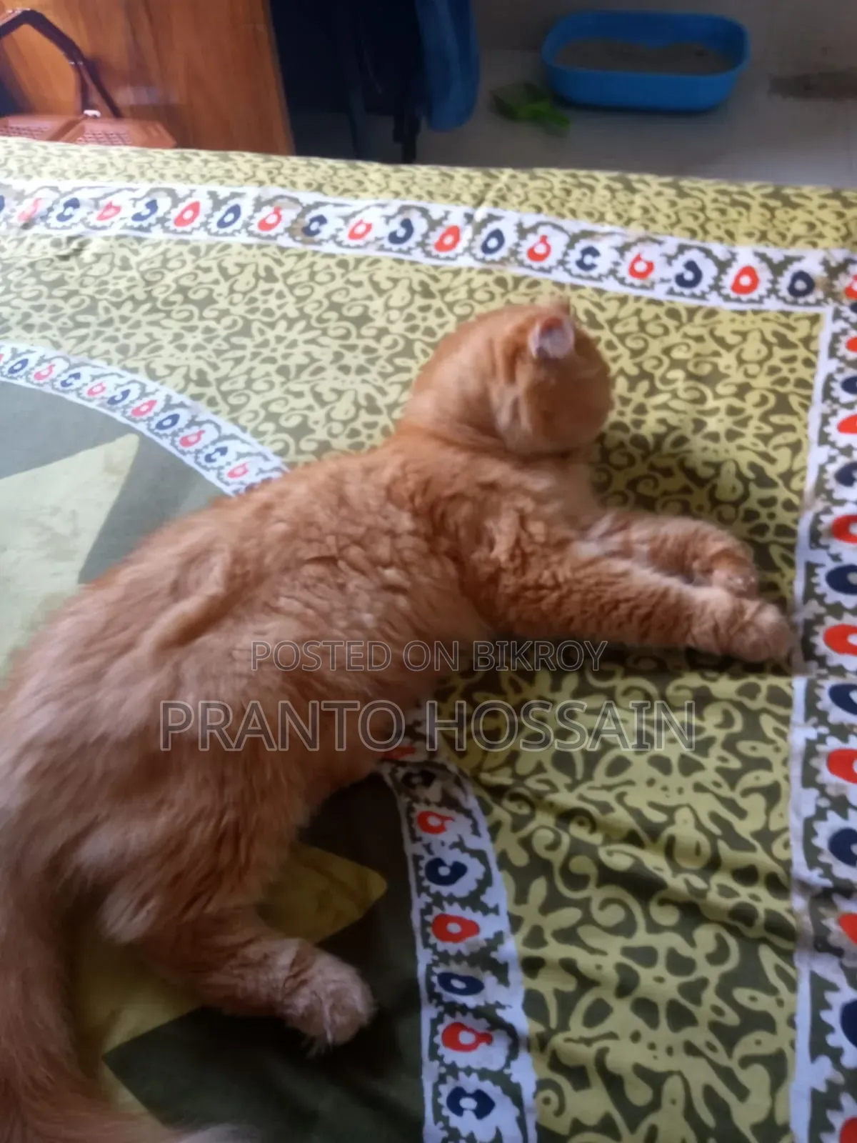 6-12 Months Female Purebred Persian