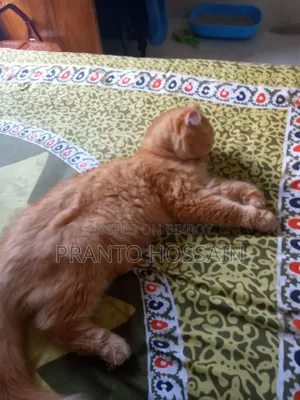 6-12 Months Female Purebred Persian