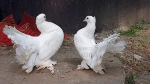 Running Pair Lokha