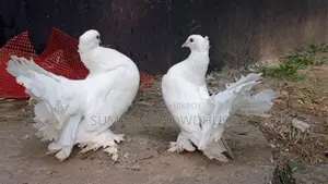 Running Pair Lokha