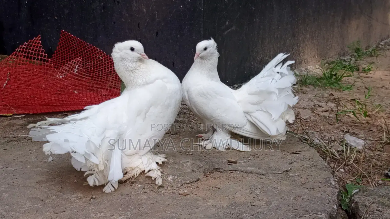 Running Pair Lokha
