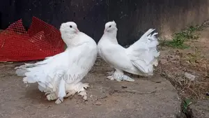 Running Pair Lokha