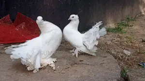 Running Pair Lokha