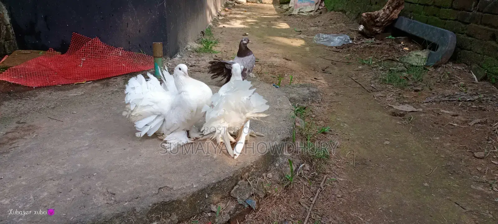 Running Pair Lokha