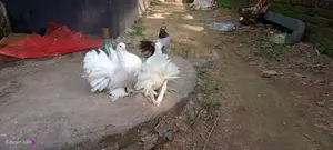 Running Pair Lokha
