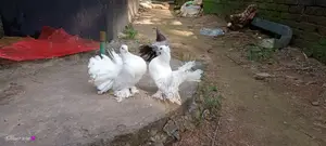 Running Pair Lokha