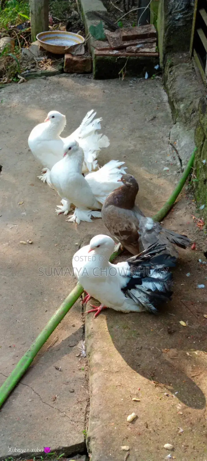 Running Pair Lokha