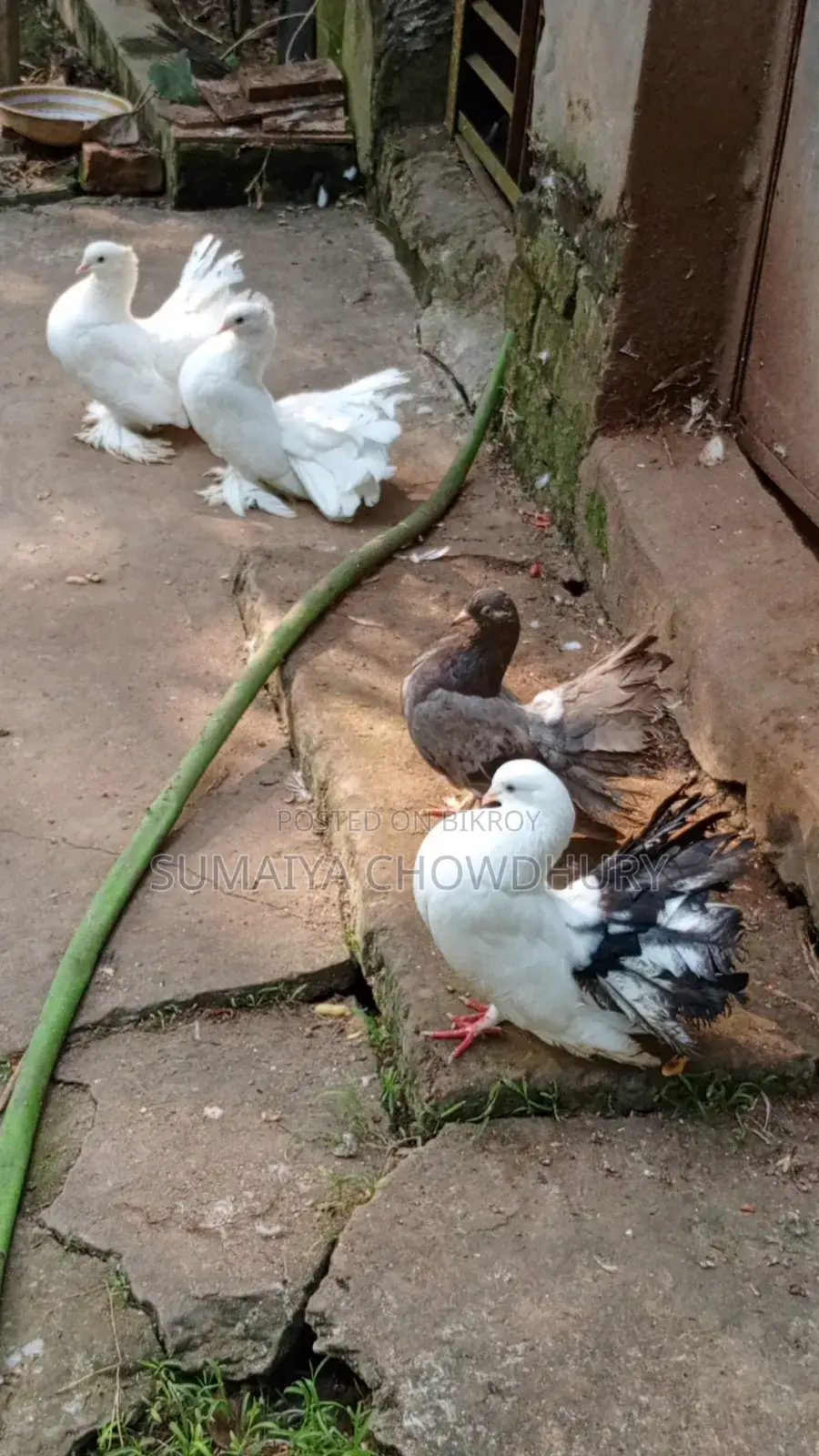 Running Pair Lokha