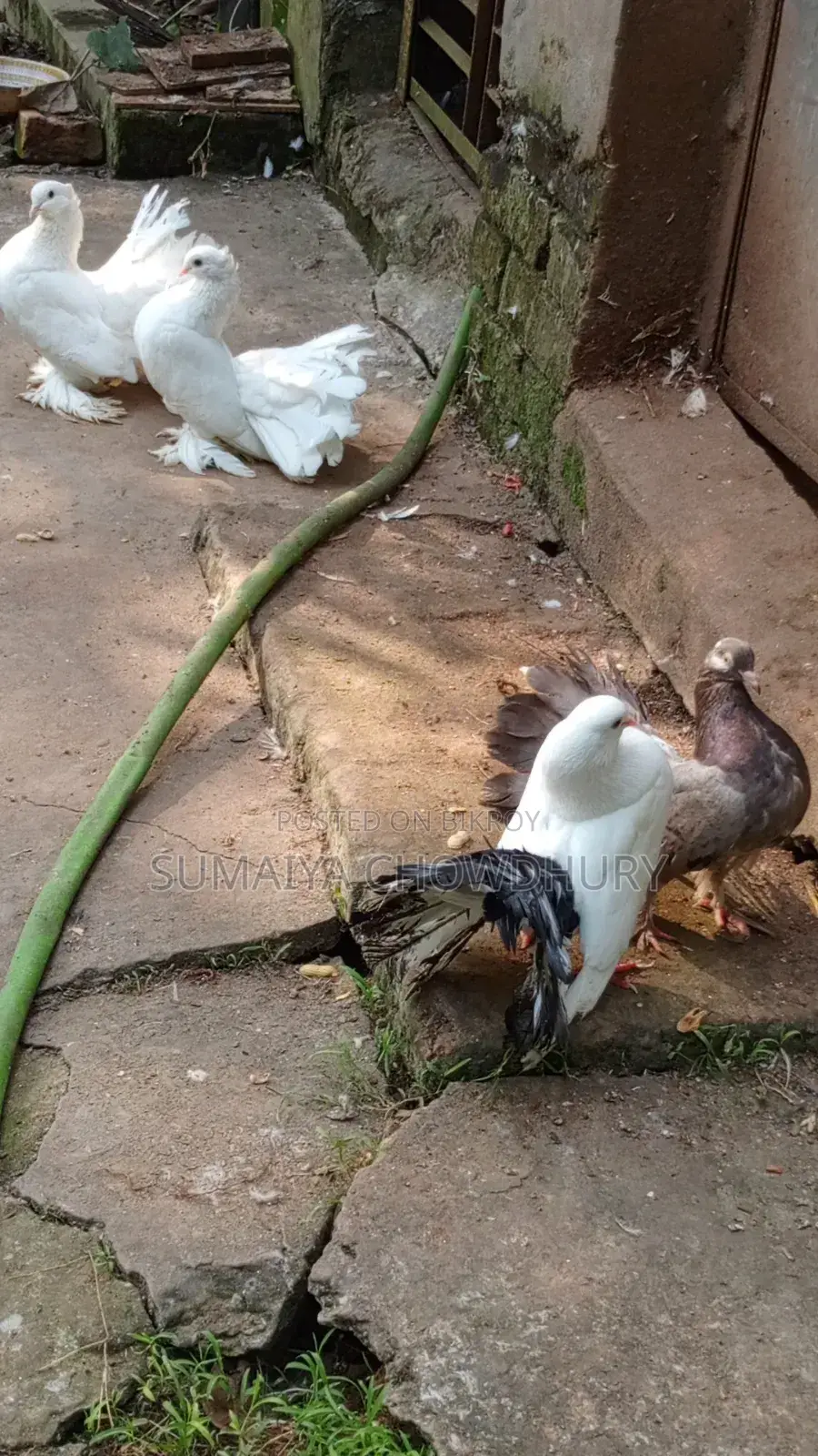 Running Pair Lokha