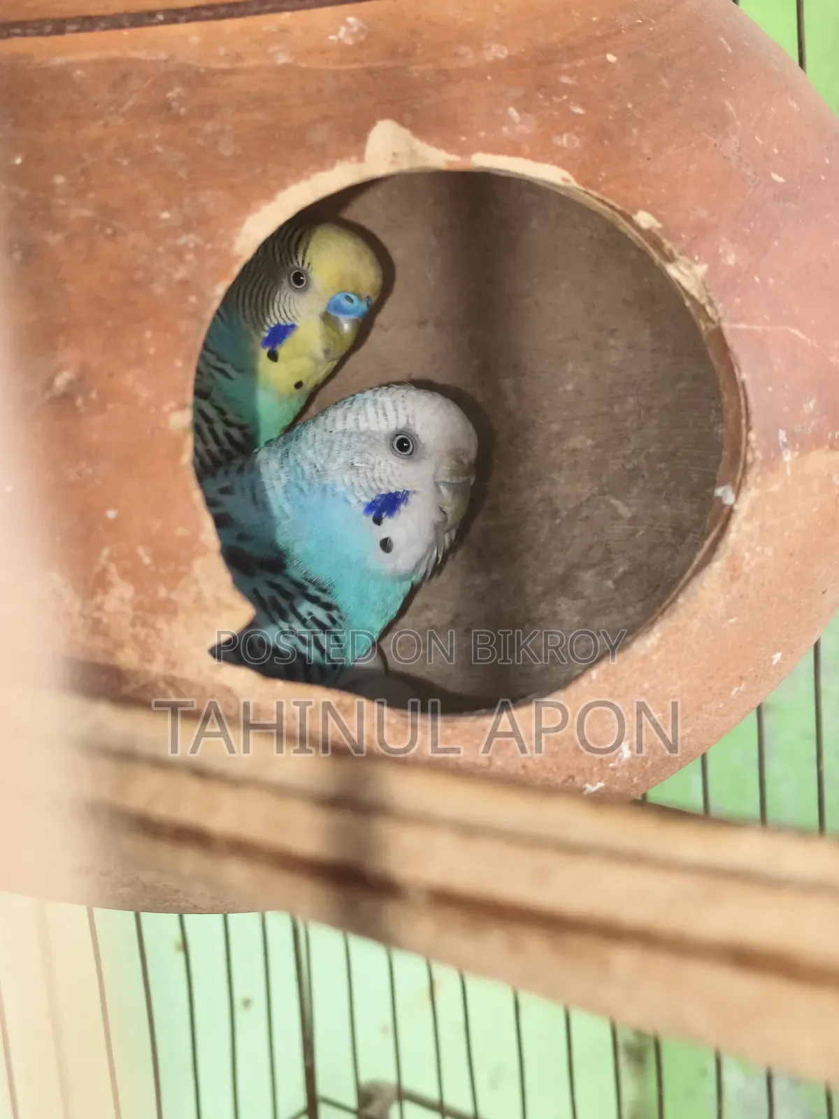 Running Pair of Budgie Birds