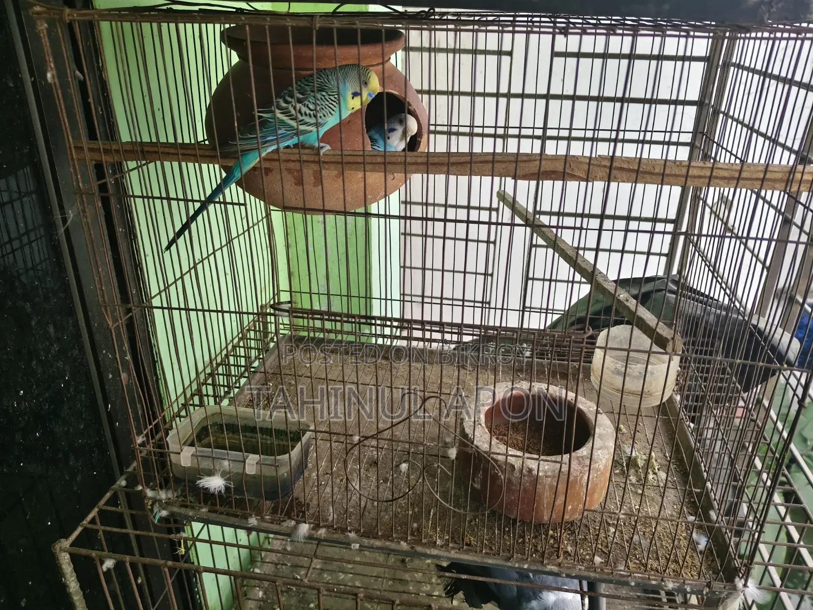 Running Pair of Budgie Birds