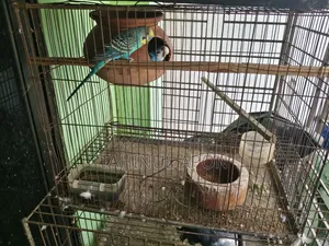 Running Pair of Budgie Birds