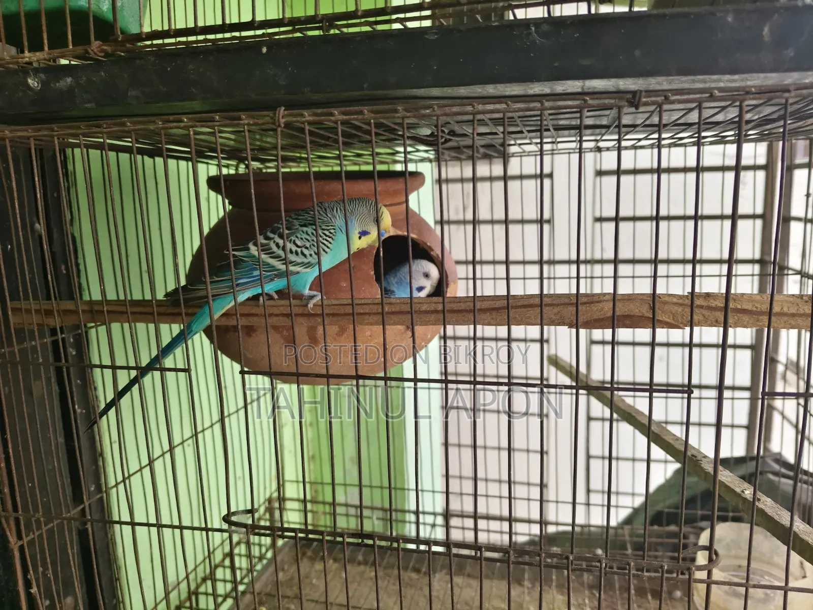 Running Pair of Budgie Birds