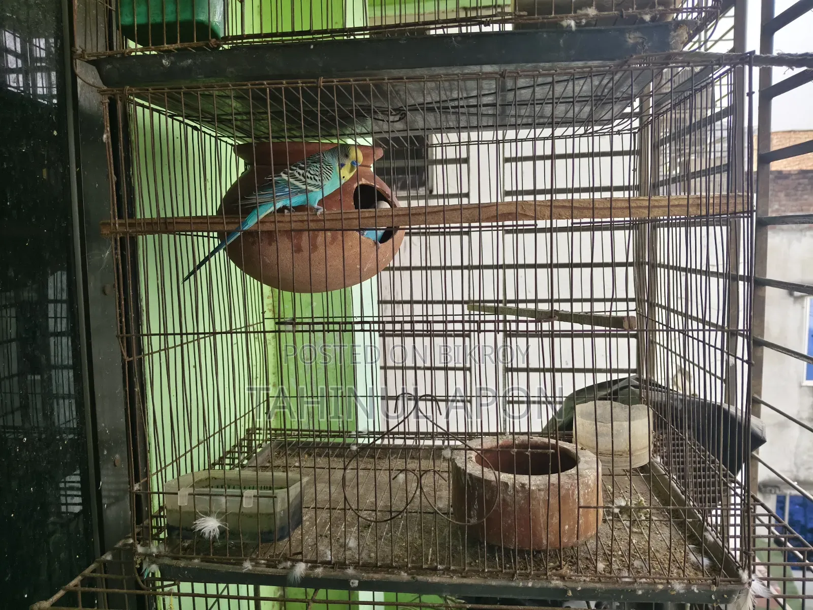 Running Pair of Budgie Birds