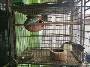 Running Pair of Budgie Birds