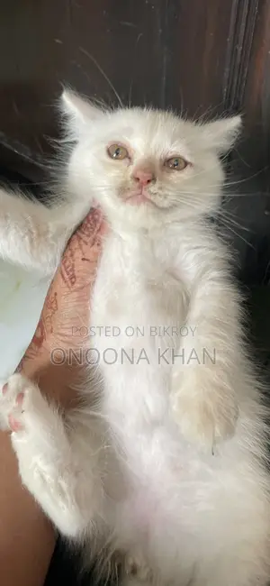 0-1 Month Female Purebred Persian