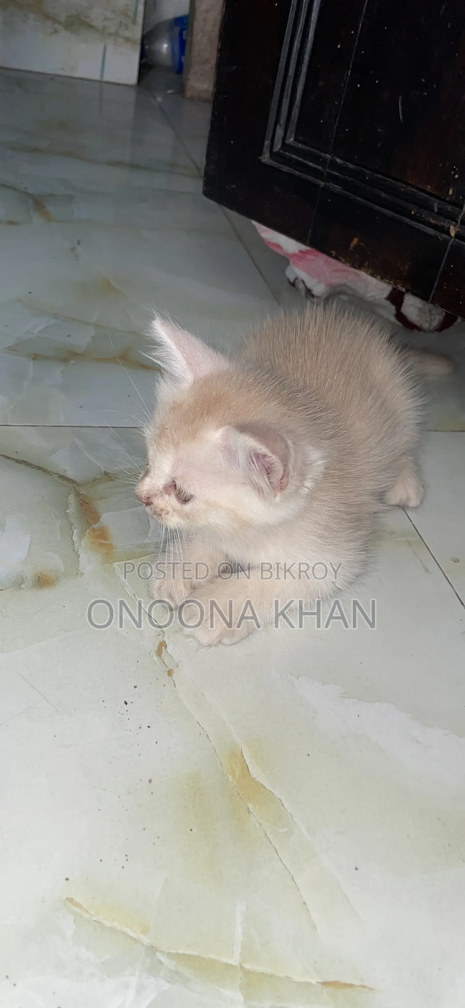 0-1 Month Female Purebred Persian