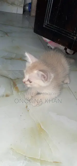 0-1 Month Female Purebred Persian