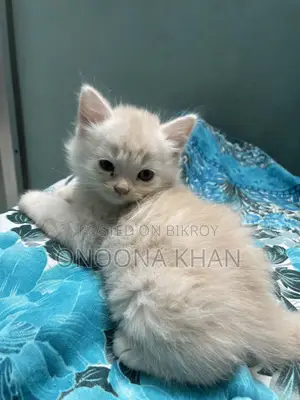 0-1 Month Female Purebred Persian