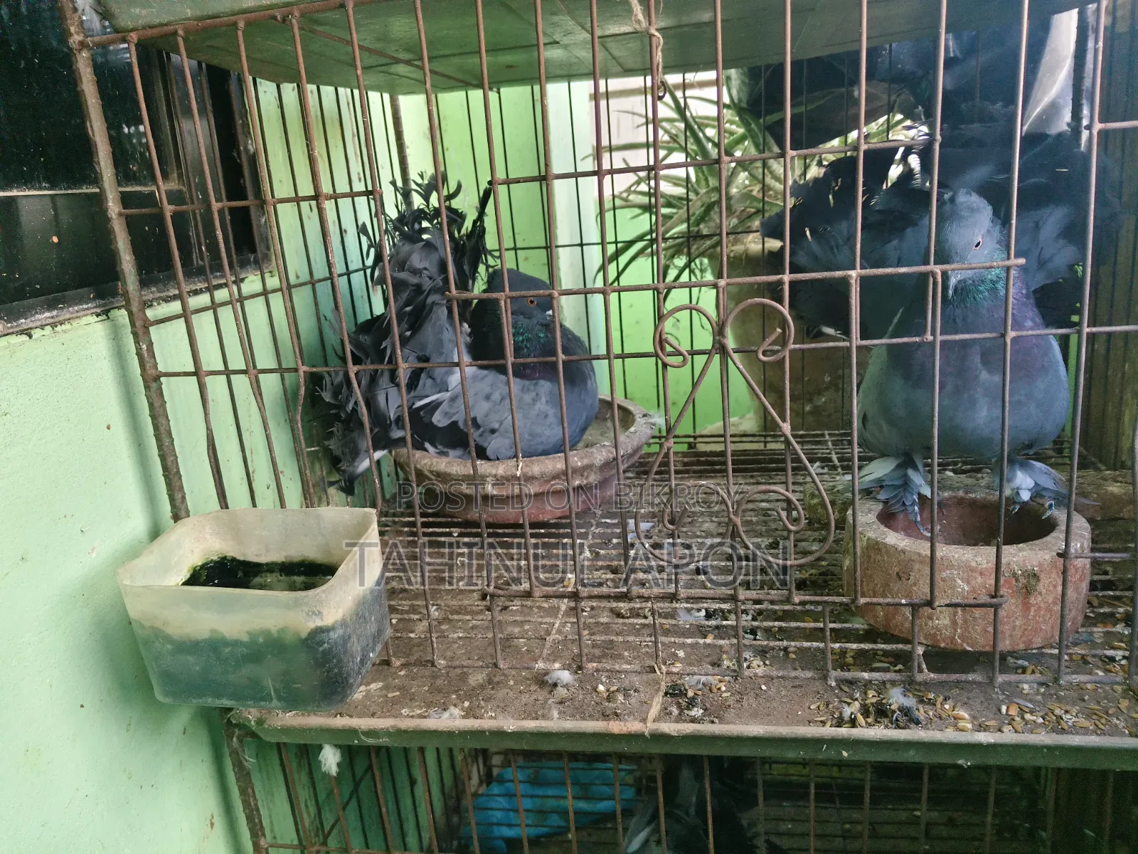Running Sabji Laksha Pigeon