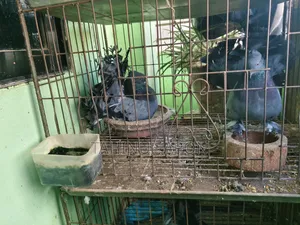 Running Sabji Laksha Pigeon