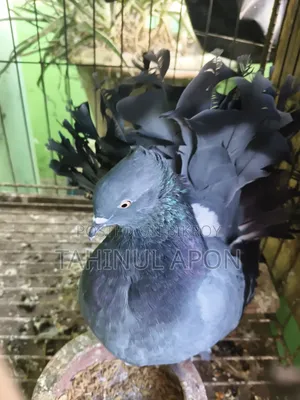 Running Sabji Laksha Pigeon