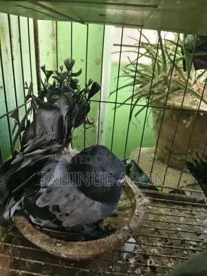 Running Sabji Laksha Pigeon