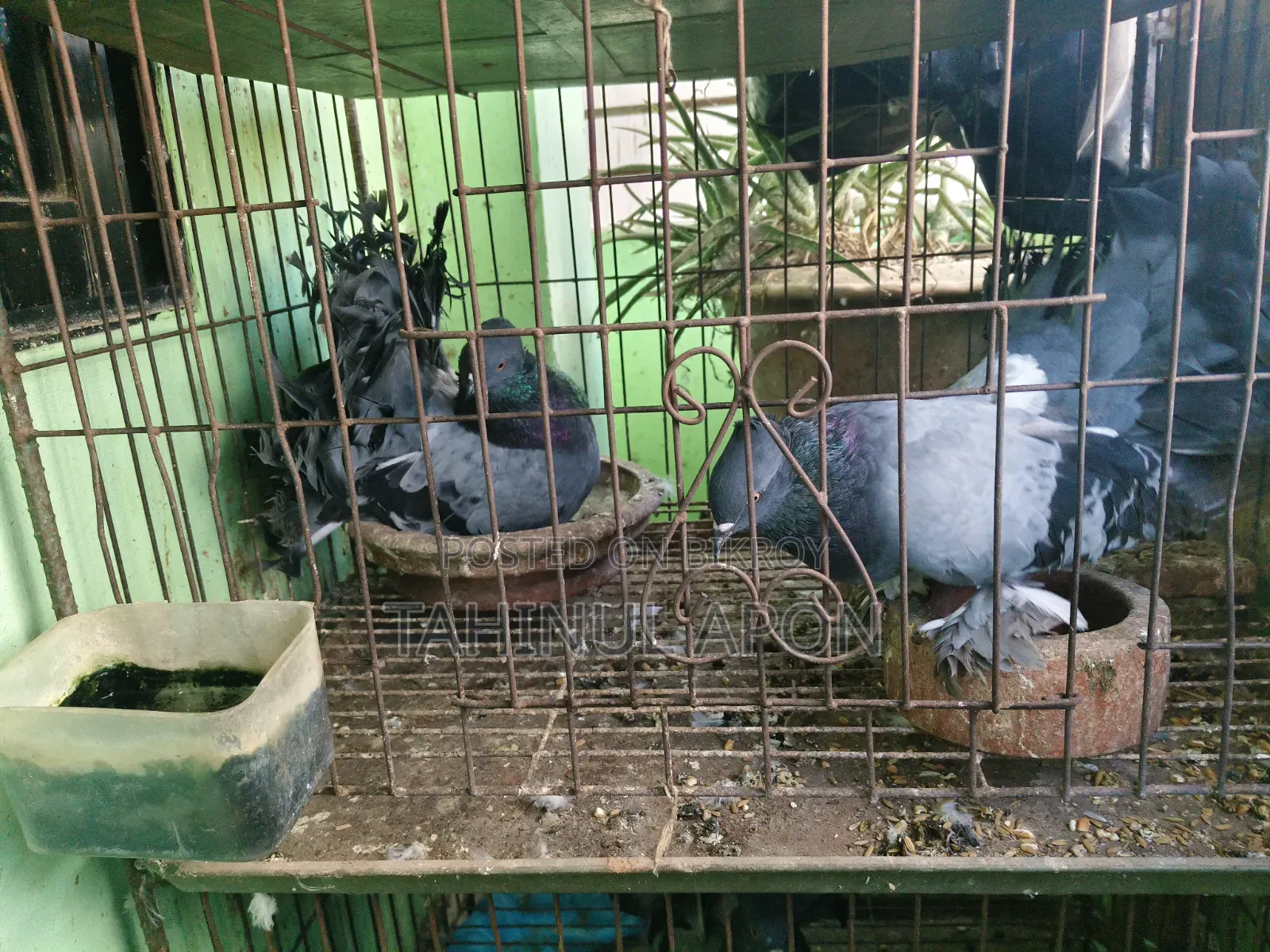 Running Sabji Laksha Pigeon