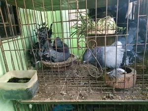 Running Sabji Laksha Pigeon