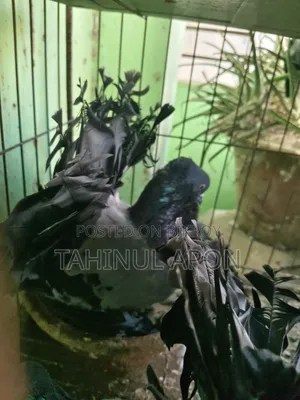 Running Sabji Laksha Pigeon