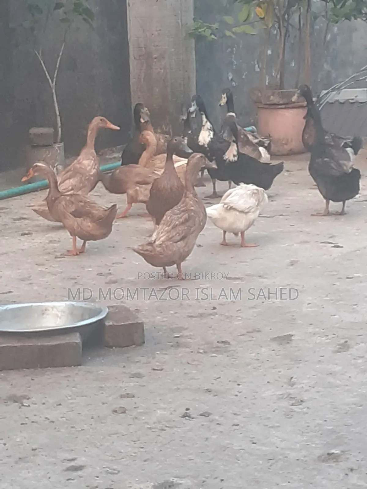 Pure local duck