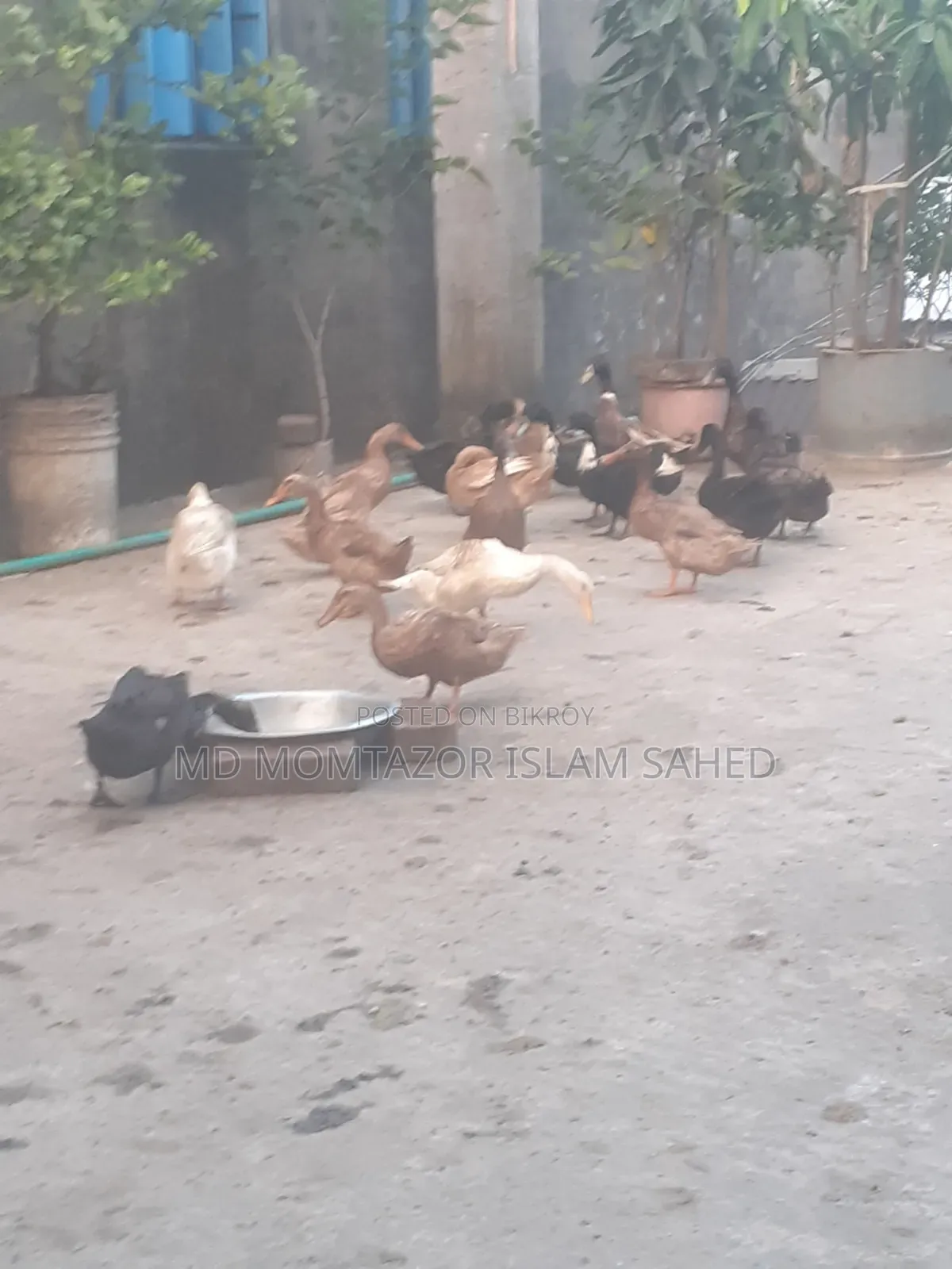 Pure local duck