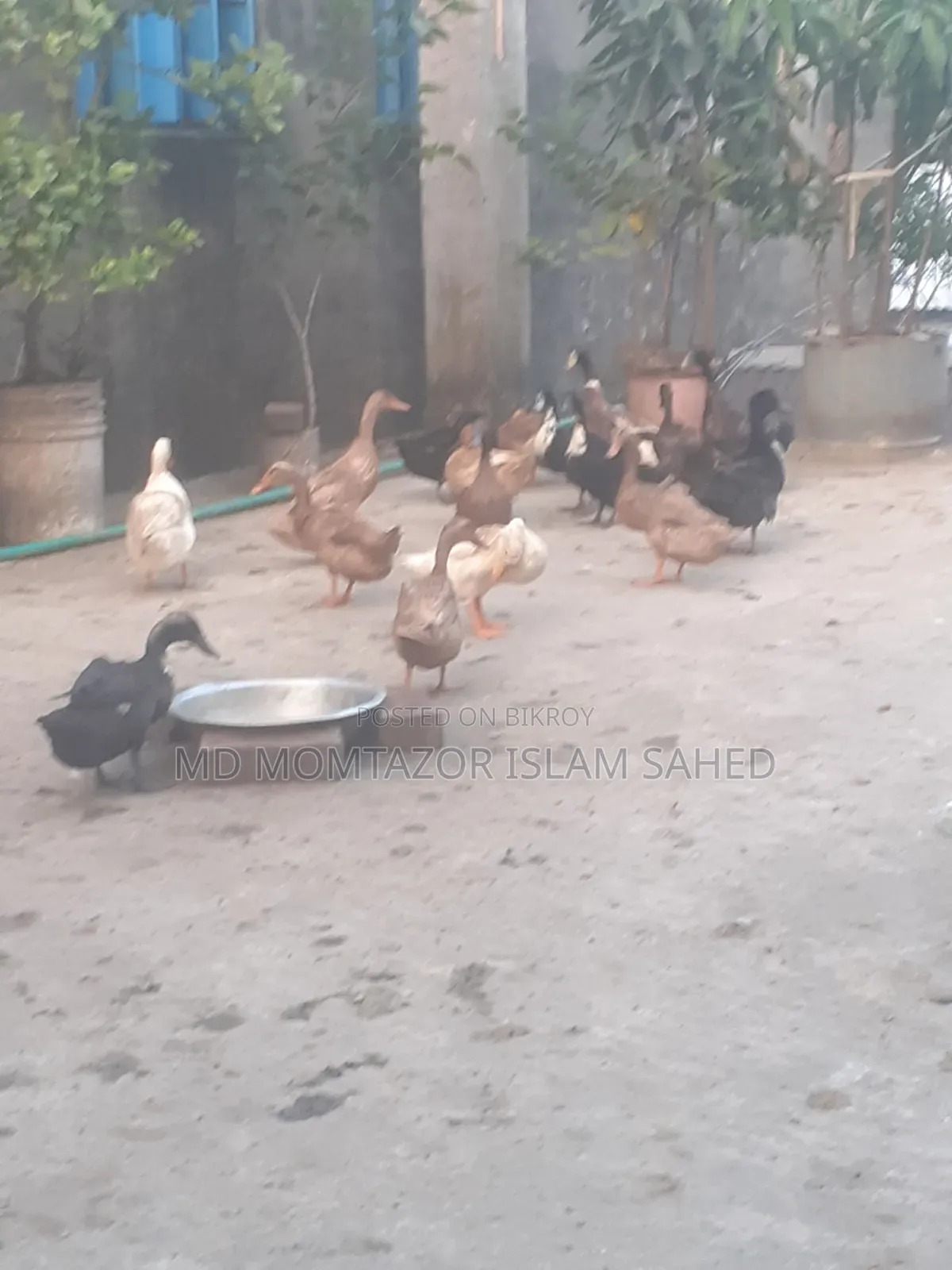 Pure local duck