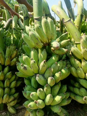 Hilly Bengali Bananas