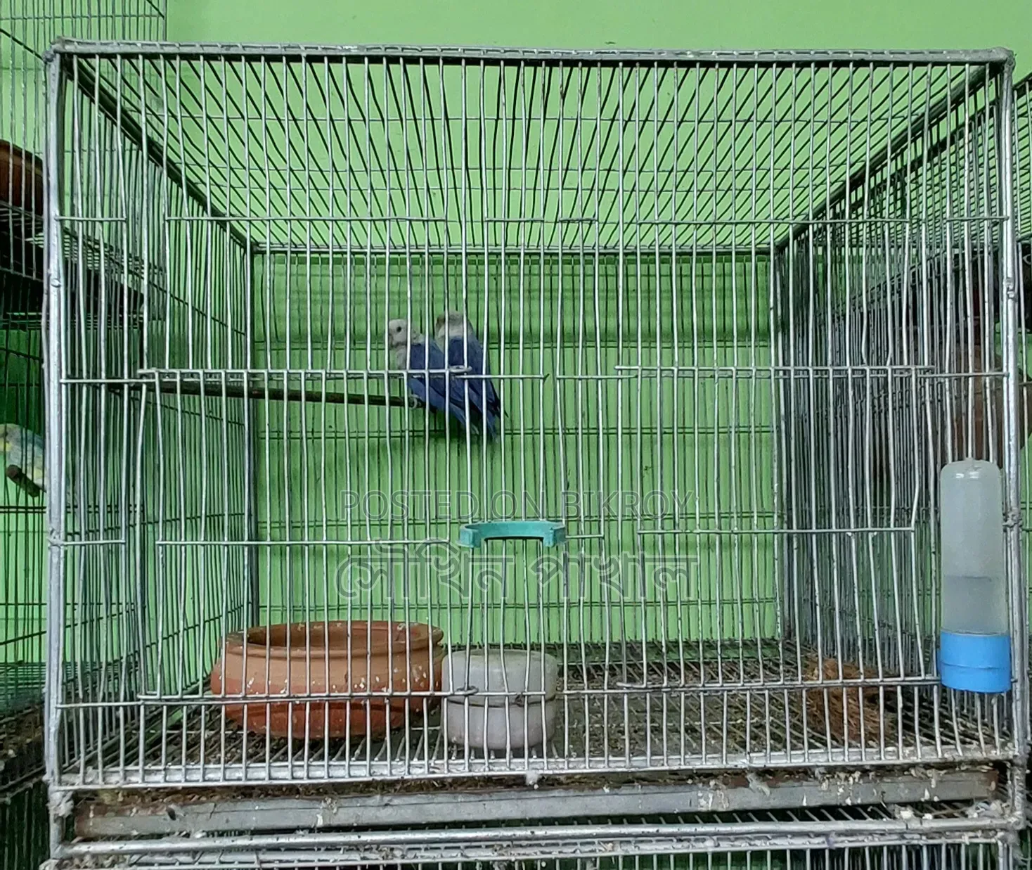 Bird Cage